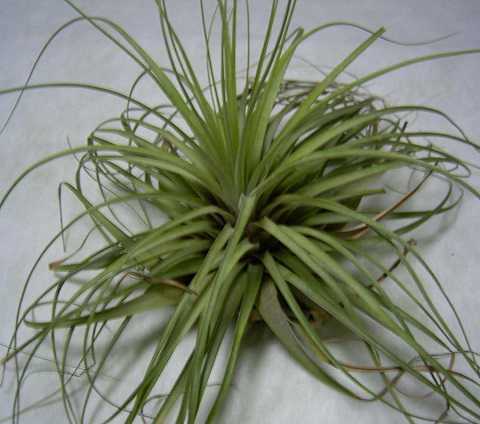 Tillandsia vicentina
