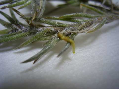 Tillandsia virescens