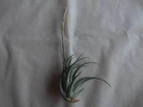 Tillandsia weberi