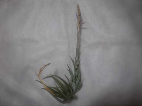 Tillandsia weberi