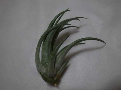 Tillandsia weberi