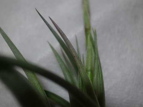 Tillandsia weberi