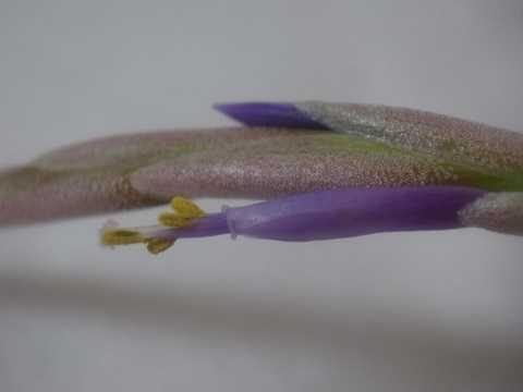 Tillandsia weberi