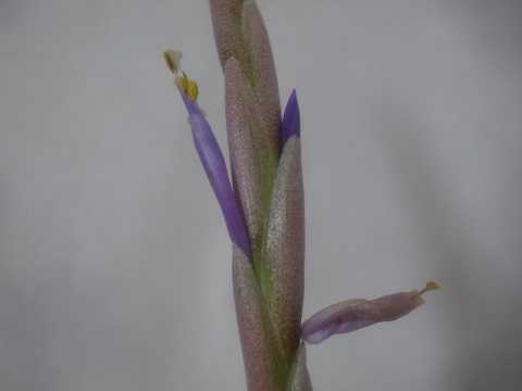 Tillandsia weberi