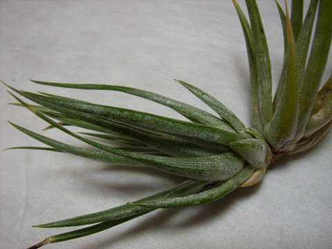 Tillandsia weberi