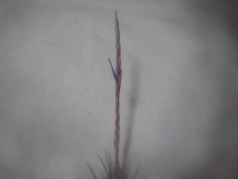 eBWA EFx[