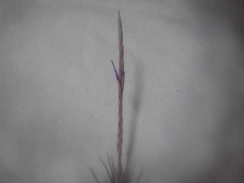 Tillandsia weberi