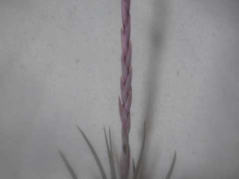 Tillandsia weberi