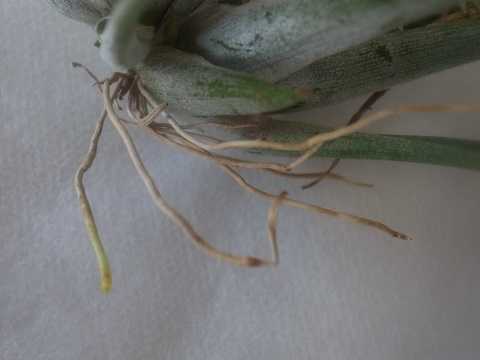 Tillandsia weberi