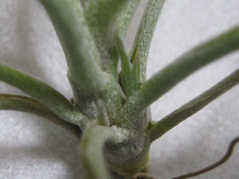 Tillandsia ionantha x schiedeana