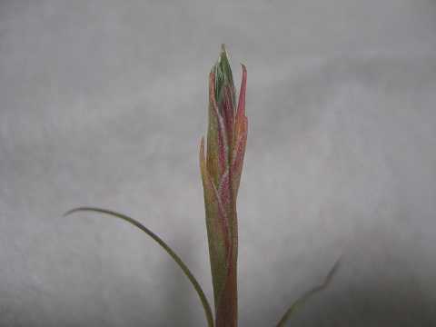 Tillandsia ionantha x schiedeana