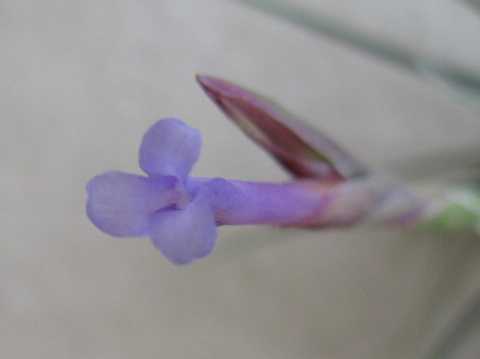 Tillandsia zecheri