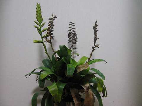 Tillandsia fenestralis