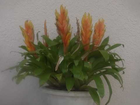 Vriesea x poelmannii Yellow type