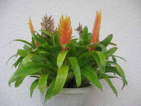 Vriesea x poelmannii Yellow type