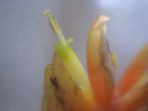 Vriesea x poelmannii Yellow type