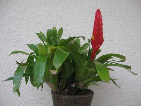 Vriesea x poelmannii Yellow type